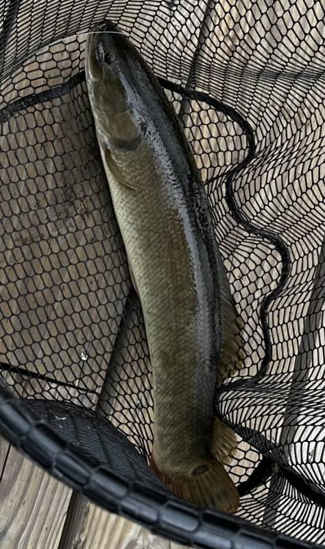 Bowfin in Virginia