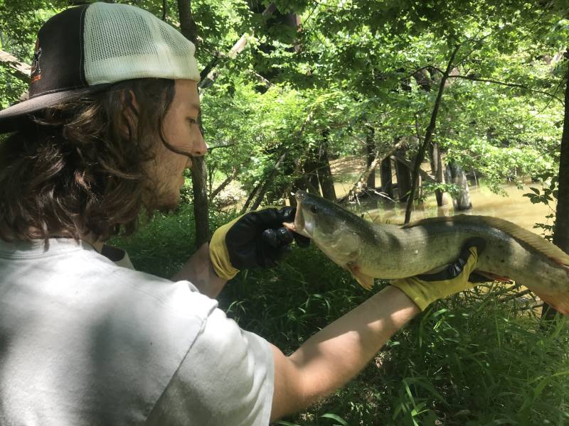 Bowfin in Mebane