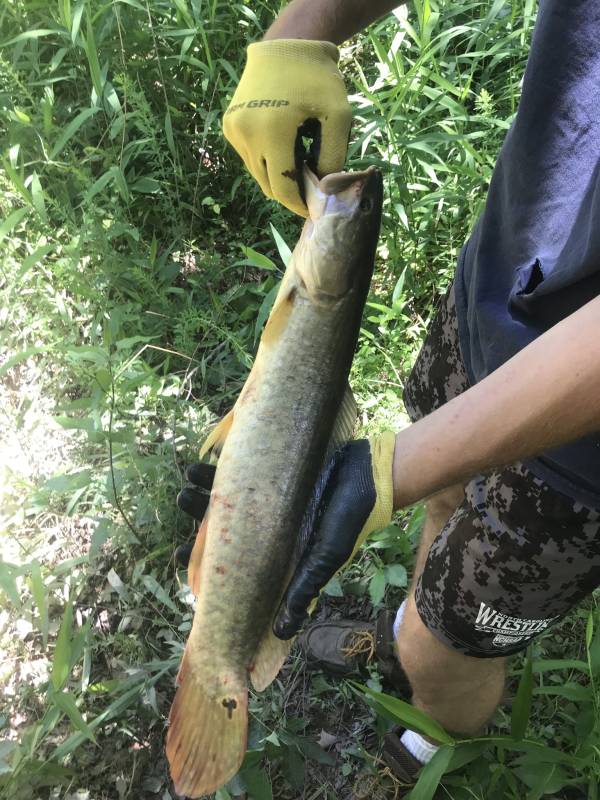 Bowfin in Mebane
