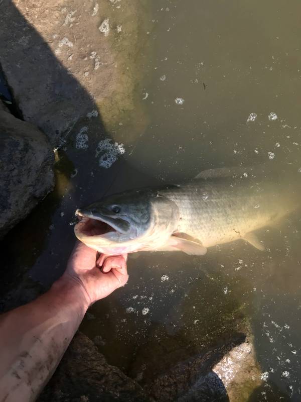 Bowfin in Mebane