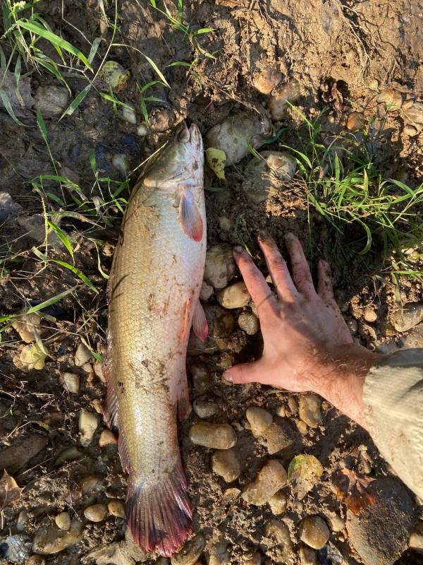 Bowfin in Virginia