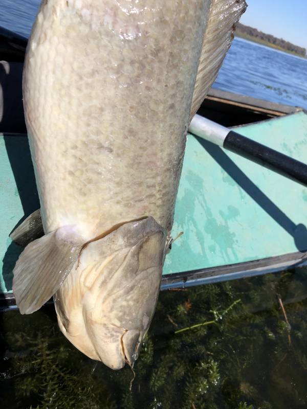 Bowfin in Gainesville