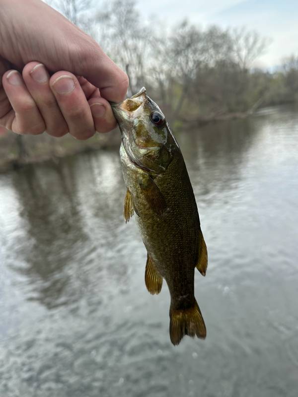 Smallmouth bass in Owosso