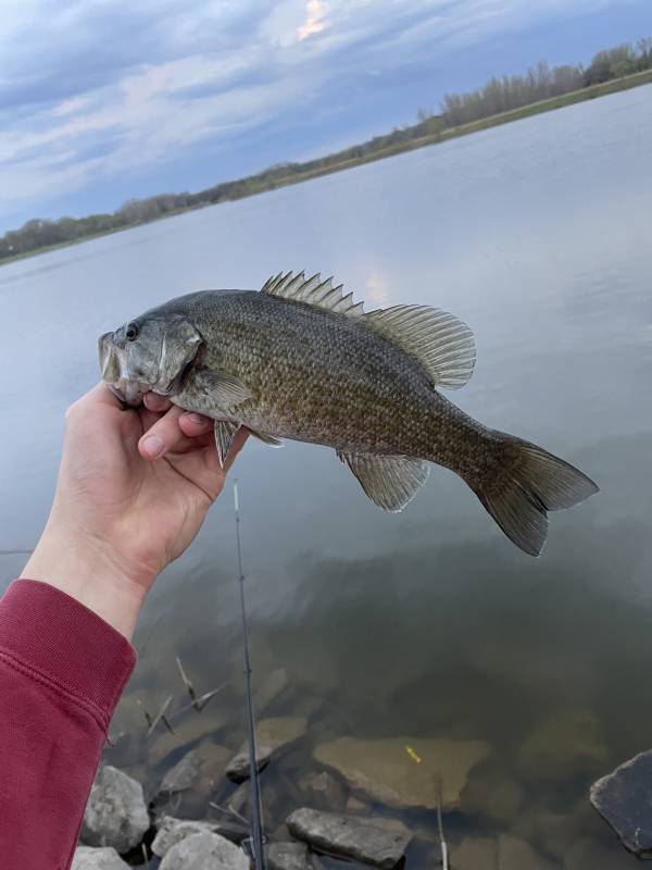 Smallmouth bass in Story County