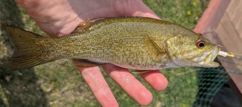 Smallmouth bass in Hazel Park