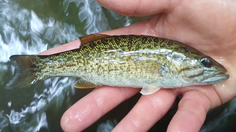 Smallmouth bass in Inman