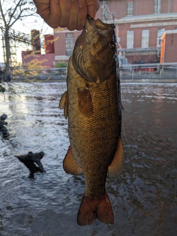 Smallmouth bass in Owosso