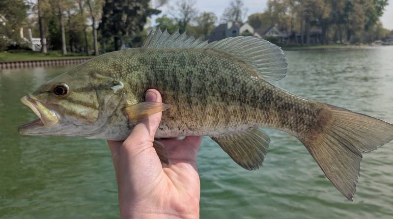 Smallmouth bass in Hazel Park