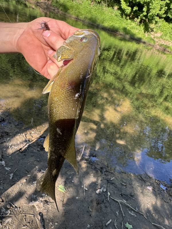 Smallmouth bass in Missouri