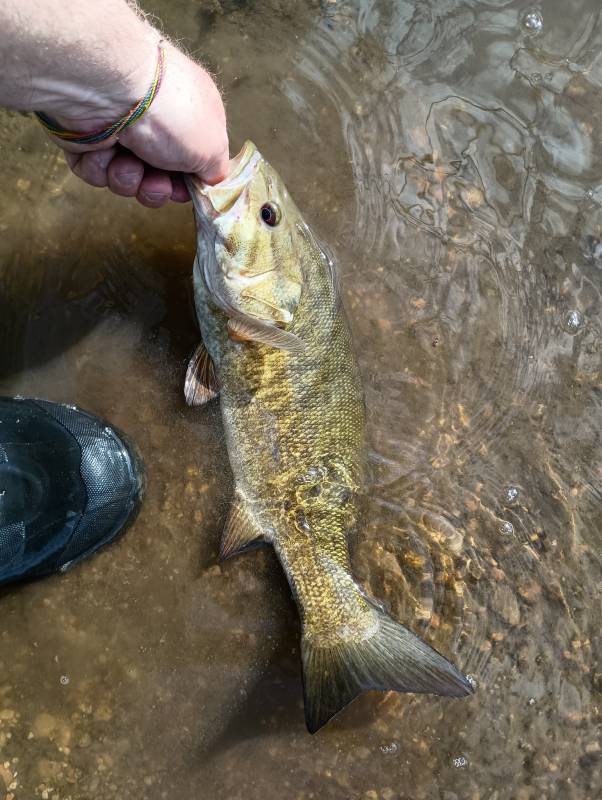 Smallmouth bass in Lombard