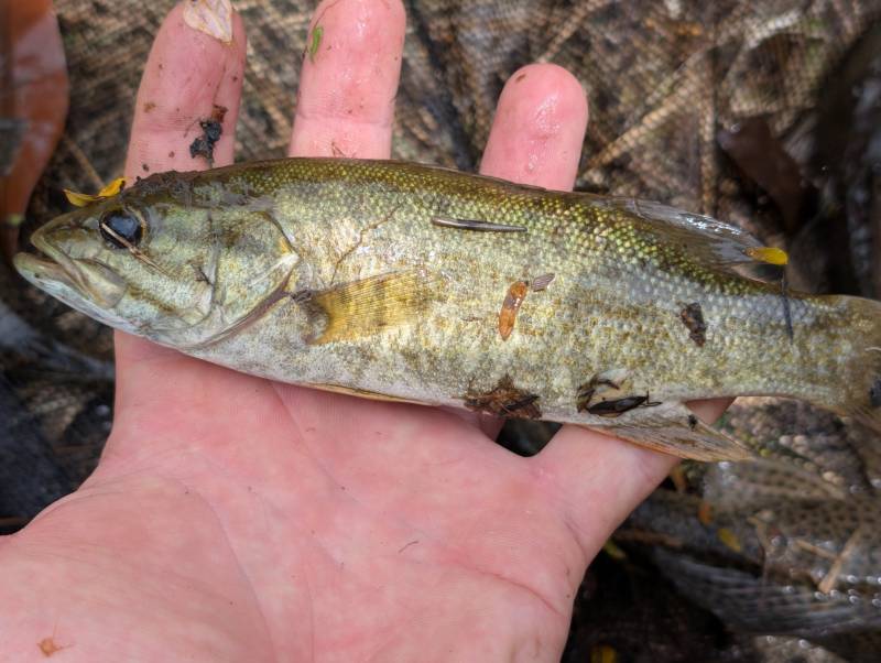 Smallmouth bass in Hawaii