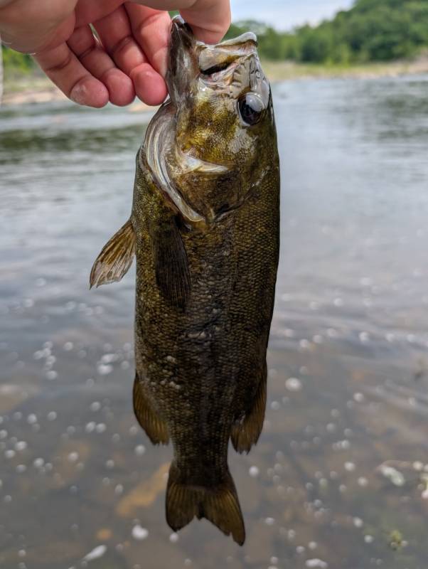 Smallmouth bass in Connecticut River