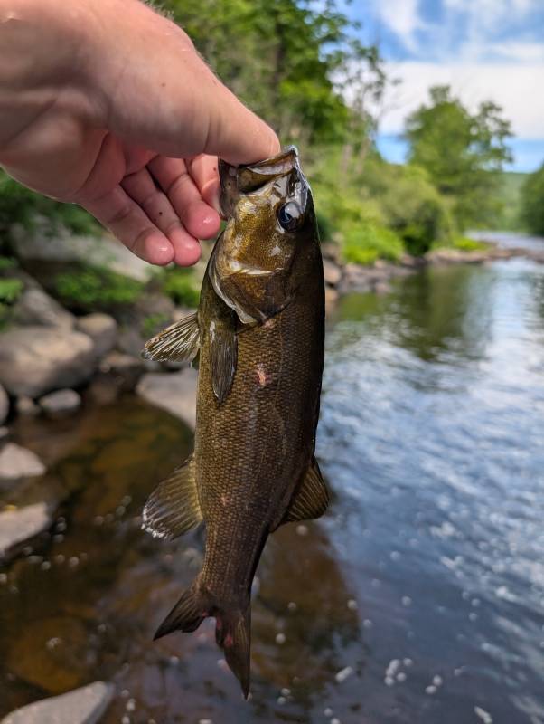 Smallmouth bass in Massachusetts