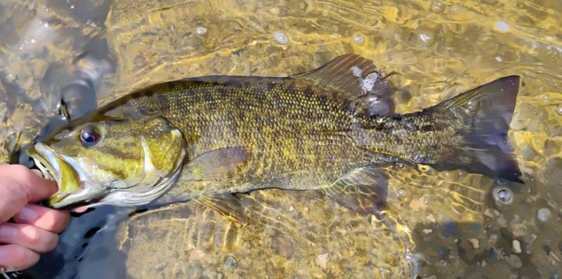 Smallmouth bass in Hazel Park