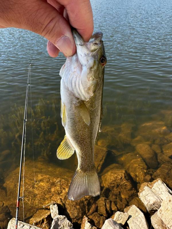 Smallmouth bass in Park City