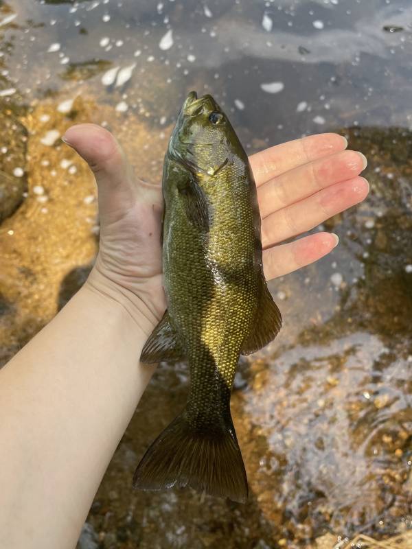 Smallmouth bass in New Hampshire