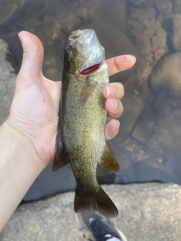 Smallmouth bass in New Hampshire