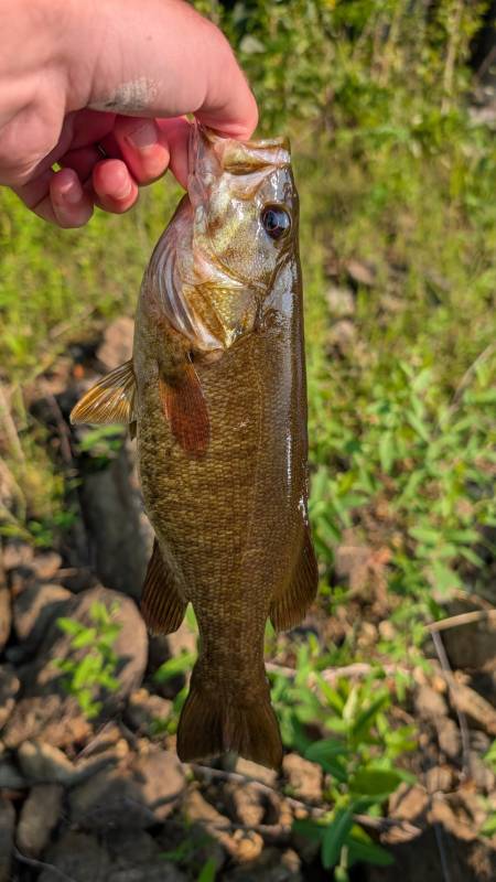 Smallmouth bass in Village of Hoosick Falls