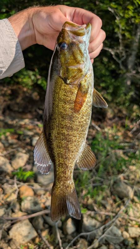 Smallmouth bass in Village of Hoosick Falls