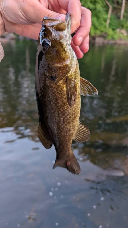 Smallmouth bass in Massachusetts