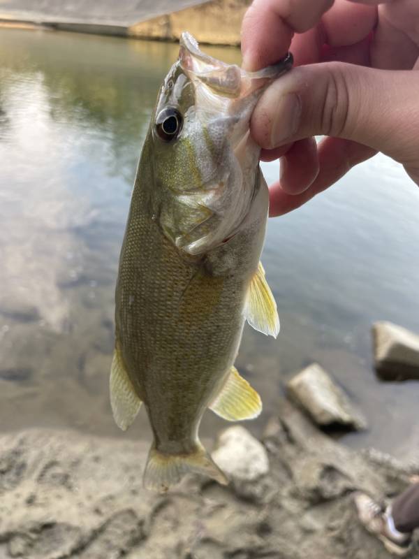 Smallmouth bass in Trenton