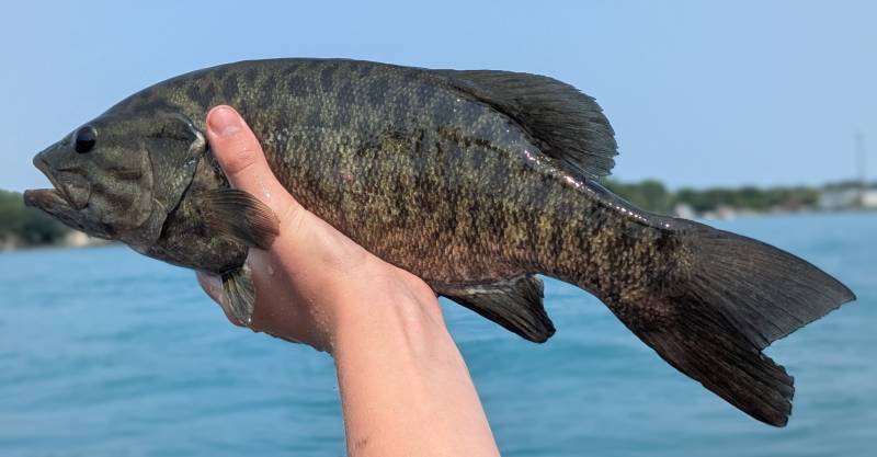 Smallmouth bass in Port Huron