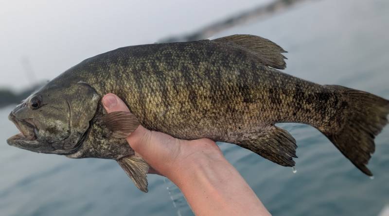 Smallmouth bass in Hazel Park