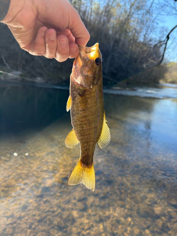 Smallmouth bass in Georgia