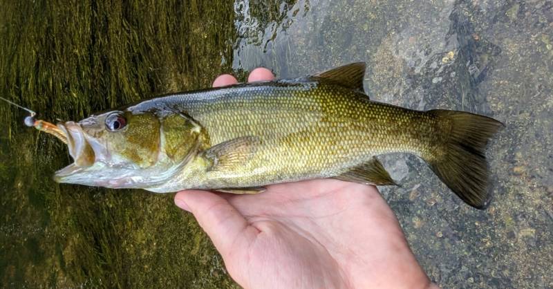 Smallmouth bass in Hazel Park