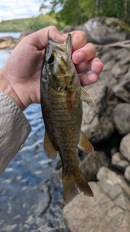 Smallmouth bass in United States
