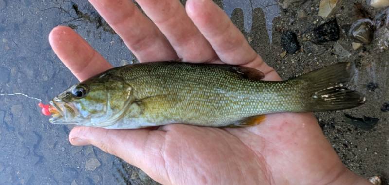Smallmouth bass in Hazel Park