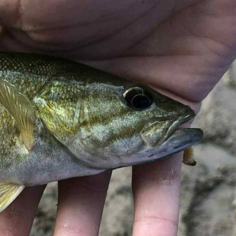 Smallmouth bass in White River (Indiana)