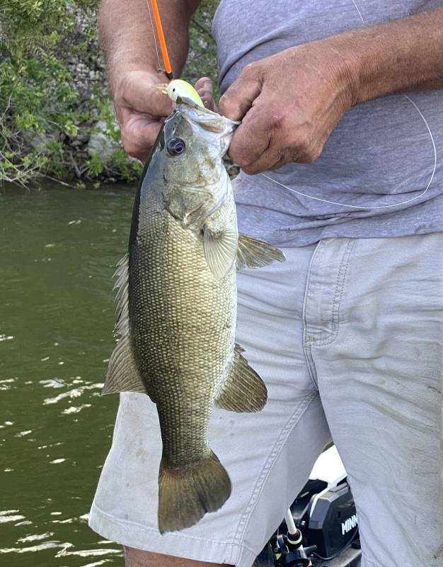Smallmouth bass in Troy