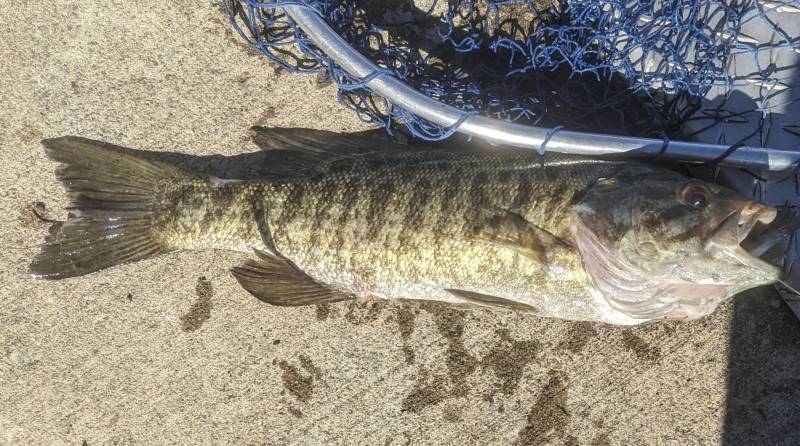 Smallmouth bass in Village of Saugerties