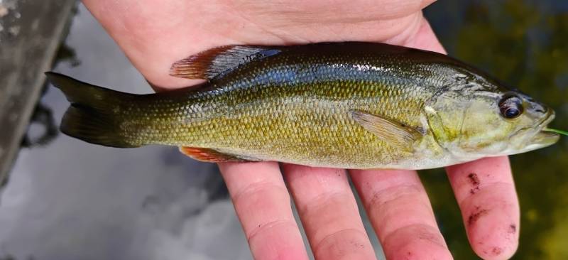 Smallmouth bass in Riverview