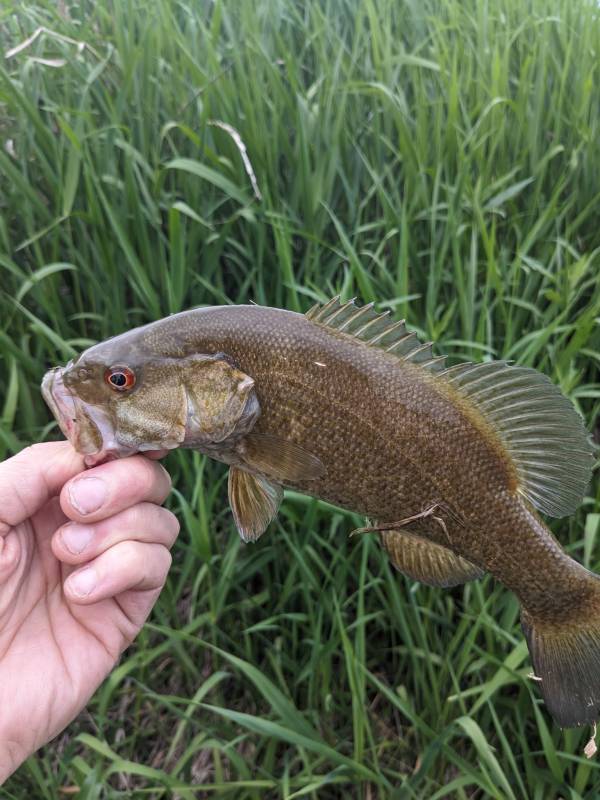 Smallmouth bass in La Crosse