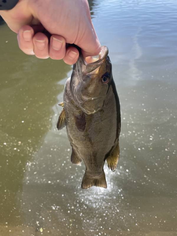 Smallmouth bass in Middletown