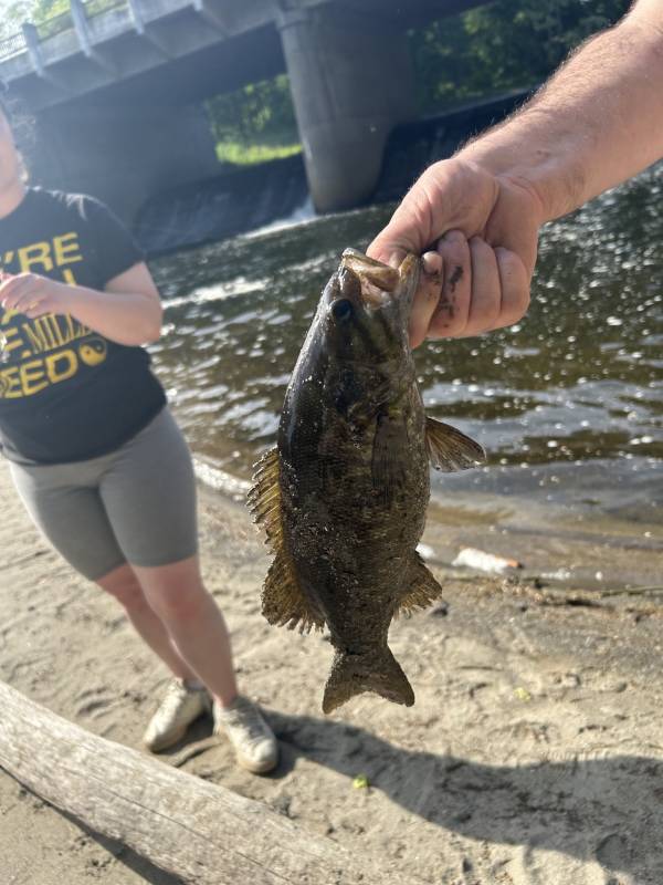 Smallmouth bass in Ellington