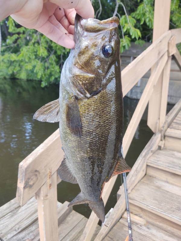 Smallmouth bass in Bridgman