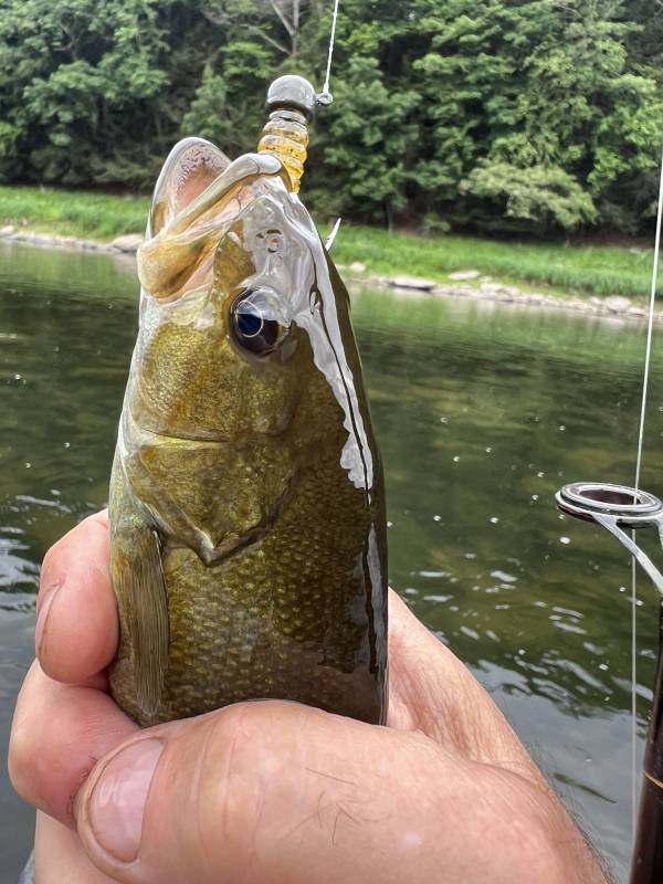 Smallmouth bass in Sussex
