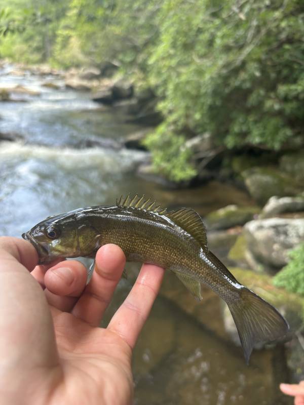 Smallmouth bass in Sylva