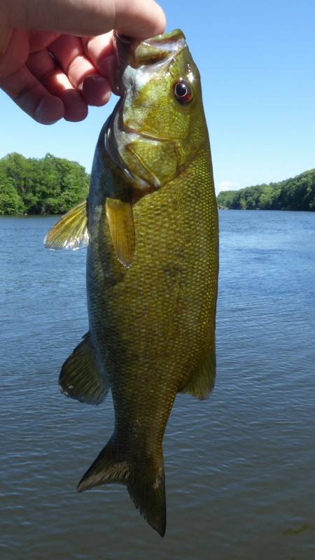 Smallmouth bass in Bridgman