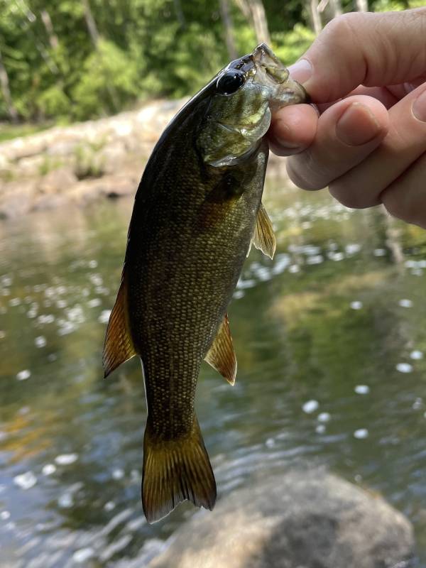 Smallmouth bass in New Hampshire