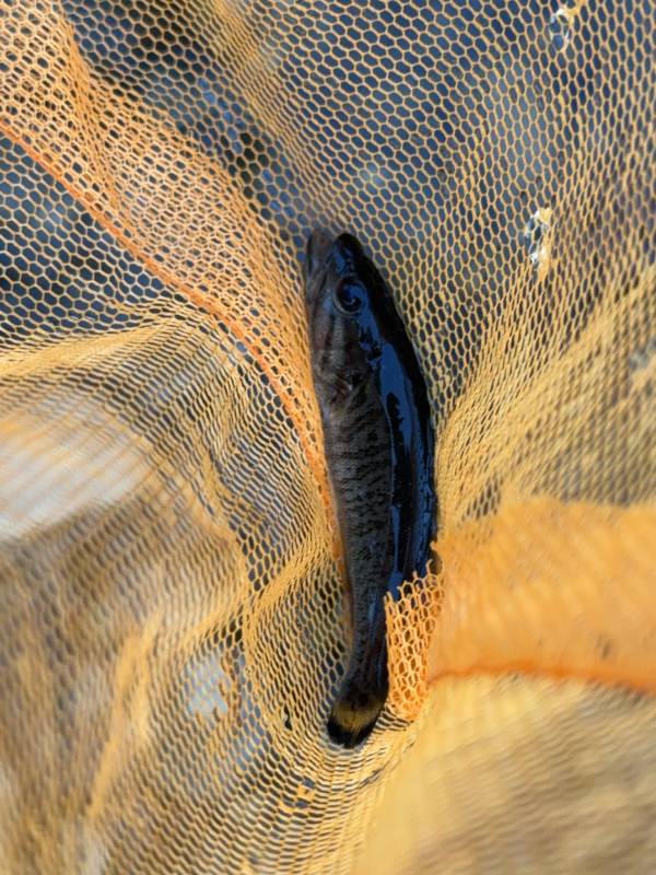 Smallmouth bass in Marion