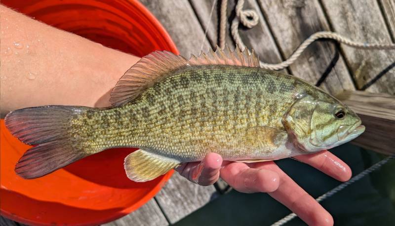 Smallmouth bass in Port Huron