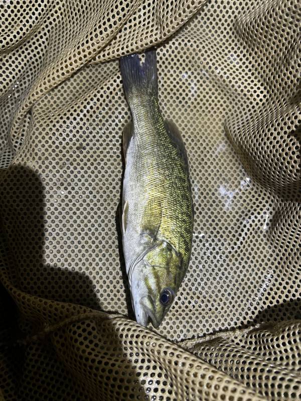 Smallmouth bass in Fort Mitchell