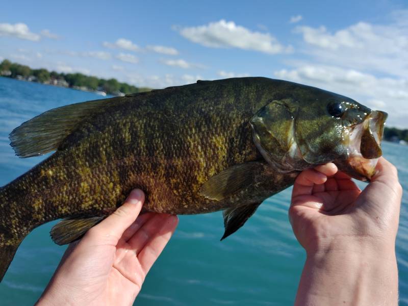 Smallmouth bass in Port Huron