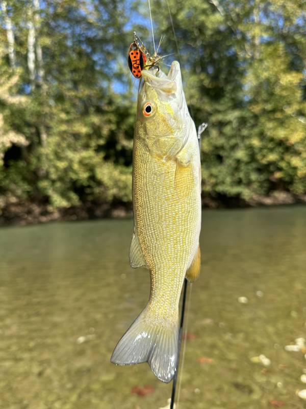 Smallmouth bass in Trenton