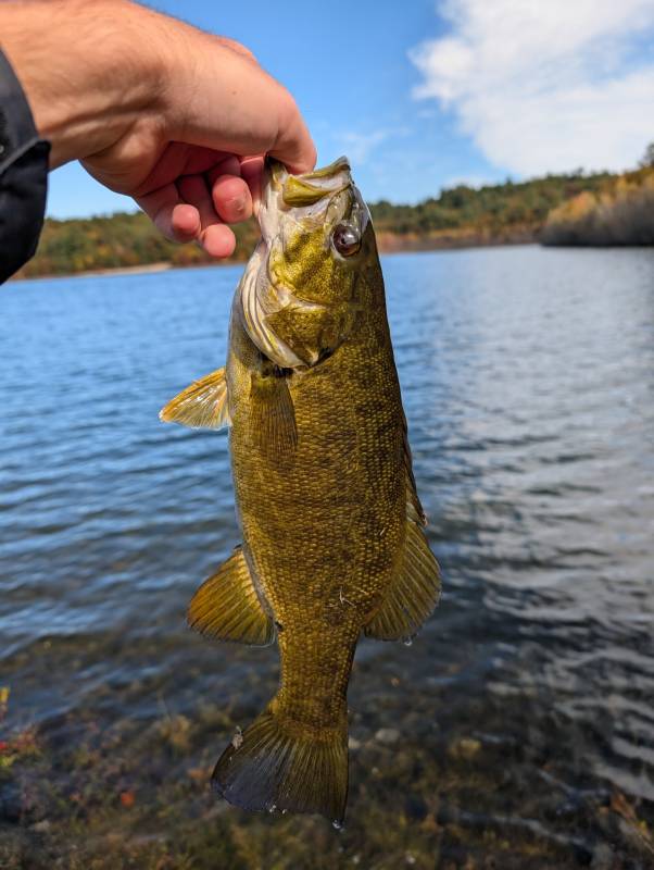 Smallmouth bass in Pelham