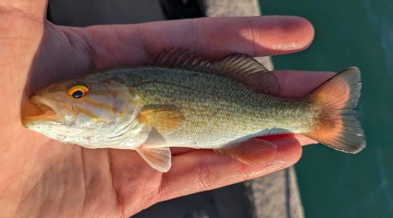 Smallmouth bass in Riverview